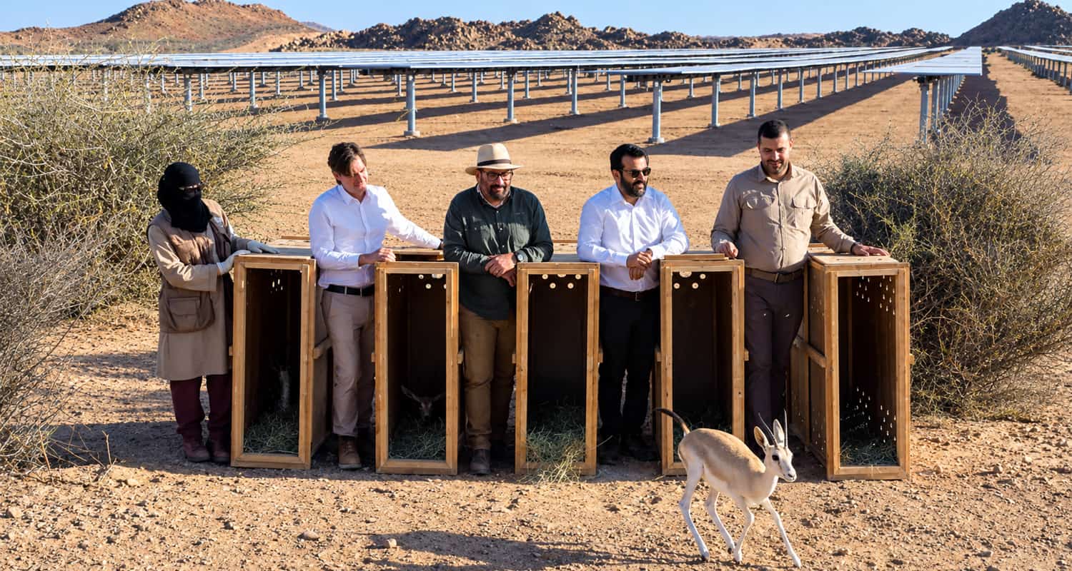 Planta solar fotovoltaica de 250MW en Arabia Saudita es la base de un programa de cría de especies en peligro de extinción